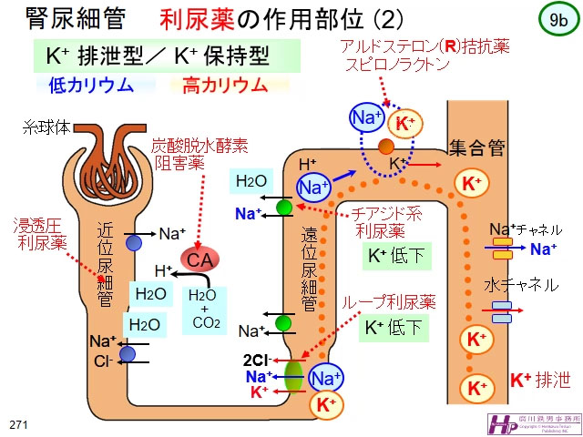 動画マスター 機能形態学 動画リスト 動画マスター 機能形態学 動画リスト