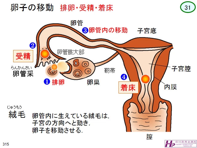 動画マスター 機能形態学 動画リスト 動画マスター 機能形態学 動画リスト