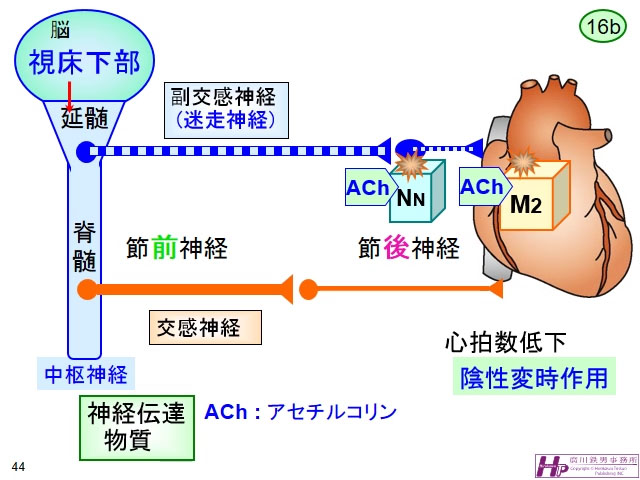 動画マスター 機能形態学 動画リスト