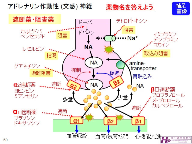 動画マスター 機能形態学 動画リスト