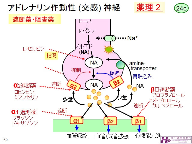 動画マスター 機能形態学 動画リスト