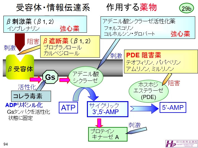 動画マスター 機能形態学 動画リスト