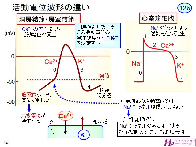 固有 心筋