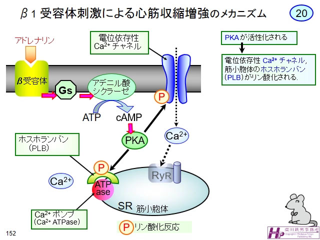 動画マスター 機能形態学 動画リスト