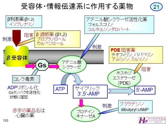 動画マスター 機能形態学 動画リスト