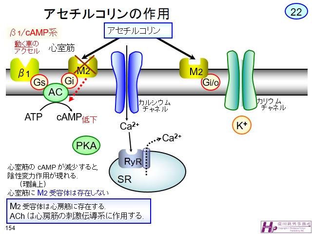 動画マスター 機能形態学 動画リスト