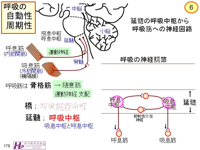 動画マスター 機能形態学 動画リスト 動画マスター 機能形態学 動画リスト