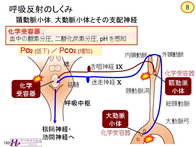 動画マスター 機能形態学 動画リスト