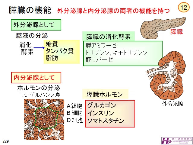 動画マスター 機能形態学 動画リスト