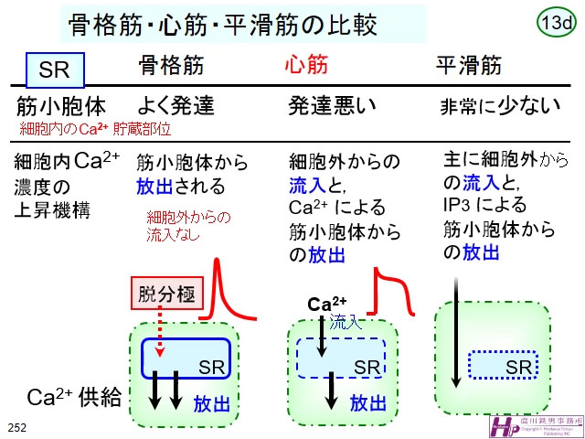 動画マスター 機能形態学 動画リスト